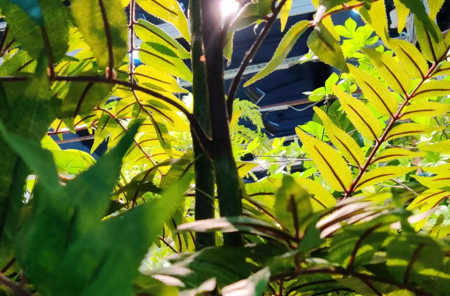 Photograph of Artificial Plants & Trees & Bonsai & Flowers -  up-close-shot (01)